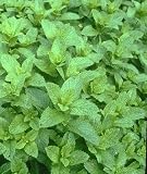 from Haddons MINT - Mentha piperita - Garden peppermint - 1000 seeds