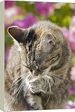 Box Canvas Print of Cat - Licking paw from Ardea