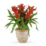 Triple Star Bromeliad Silk Color - Orange Red - B001DQAZDW