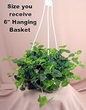 Creeping Charlie 6 Hanging Basket -Pilea- Easy to Grow