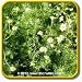 1 Oz Herb Seeds - 'Common German Chamomile' Bulk Herb Seeds