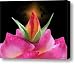Virtual Canvas Print / Canvas Art - Artist Torie Tiffany