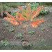 Essigbaum, Kolben-Sumach (Rhus typhina) - 50cm