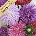 200 Seeds, Aster "Ostrich Feather" (Callistephus chinensis) Seeds By Seed Needs