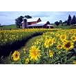 Sunflowers Upstate NY 300 pc