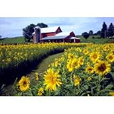 Sunflowers Upstate NY 300 pc