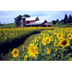 Sunflowers Upstate NY 300 pc