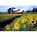 Sunflowers Upstate NY 300 pc