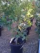 Nova Mandarin Orange Tree Semi Dwarf Five Gallon