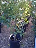 Nova Mandarin Orange Tree Semi Dwarf Five Gallon