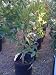 Nova Mandarin Orange Tree Semi Dwarf Five Gallon