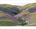 Photographic Prints of USA California - Hillside covered with California Golden Poppies and Lupins from Ardea Wildlife Pets
