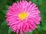 Pink Asters, Wholesale Bunch of 120 Flowers
