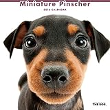 THE DOG 2016年カレンダー　ミニチュア ピンシャー