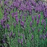 Lavender Seeds - Lavender French Long