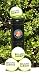 Dunlop Sports French Open 4-Ball Can