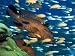 Coral Grouper Hangs Motionless as It Awaits Small Fish Prey, Simian Islands, Southeas...