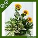 Deco-office 'Summer Dream' Mixed Sunflower Arrangement ~ Office Reception Plant with Pot ~ Hotel & Restaurant Decoration