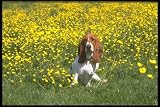 12X16 inch 1 of Top 100 Pedigree Dogs Canvas Art Basset hound
