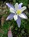 Your Plants Treatment of Tender and Hardy Plants in the House and in the Garden