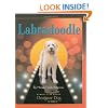 Labradoodle