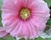 No. 103 Large Pink Hollyhock 35 Flower Garden Seeds Plus Additional Package