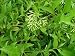Jasmine Night Blooming Plant - Cestrum 4 inch pot