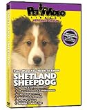 SHETLAND SHEEPDOG DVD! All about the Sheltie. Includes Bonus Video: Dog & Puppy Obedience Training.