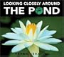 Looking Closely around the Pond