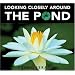 Looking Closely around the Pond