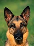 German Shepherd Photographic Poster Print by Francie Manning, 12x16