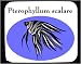 Mouse Pad with fish, aquarium
