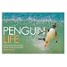 Penguin Life: Surviving With Style in the South Atlantic