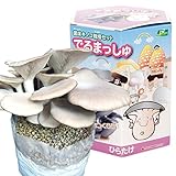 国華園　きのこ栽培キット　ひらたけ　1箱