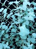 Spa & Bath Fragrance . Eucalyptus mint parfum de Bain