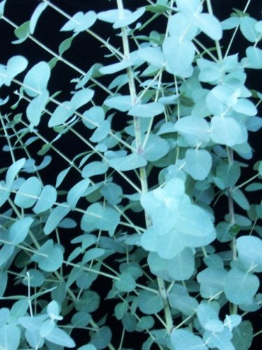 Spa & Bath Fragrance . Eucalyptus mint parfum de Bain