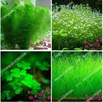 Aquarium Plants Decoration Grass Seed 200 Seeds