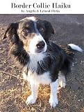 Border Collie Haiku