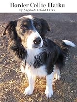 Border Collie Haiku Border Collie Haiku