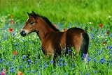 Produkt-Bild: Veloflex 4651025 - Schreibunterlage 40 x 60 cm Reitpony