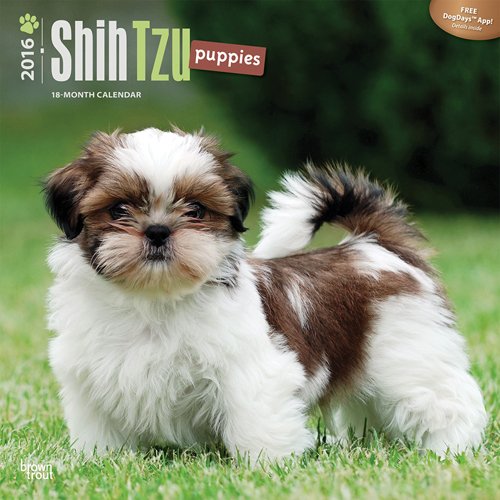 Shih Tzu Puppies 2016 Square 12x12