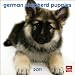 German Shepherd Puppies 2011 7X7 Mini Wall
