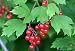 10x Guelder Rose (Viburnum Opulus) - 60-90cm - BAREROOT