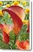 Calla Lily Zantedeschia Sp Captain Canvas Print / Canvas Art - Artist VisionsPictures
