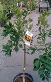 Year Round Orange Juice..Seedless Valencia Orange & Semi Dwarf Washington Navel Orange Tree Five Gallon