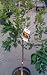 Year Round Orange Juice..Seedless Valencia Orange & Semi Dwarf Washington Navel Orange Tree Five Gallon