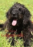 Goldendoodle