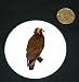 3" button / pin printed with vertebrate, orn, european, harrier, bird of prey, hawk, raptor, animal, avian, bird, buzzard, predator