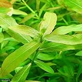 （水草）ハイグロフィラ　ポリスペルマ（無農薬）（５本）　本州・四国限定[生体]