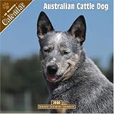 Australian Cattle Dog 2008 Wall Calendar